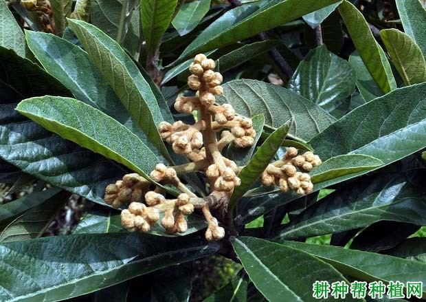 枇杷树为什么疏花穗,枇杷树怎么样疏花穗? 枇杷树为什么疏花穗,枇杷树怎么样疏花穗?