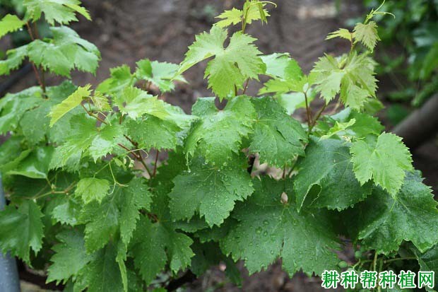 葡萄叶片的生长有什么特点? 葡萄叶片的生长有什么特点?