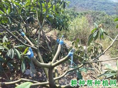 枇杷树如何进行高接换种? 枇杷树如何进行高接换种?
