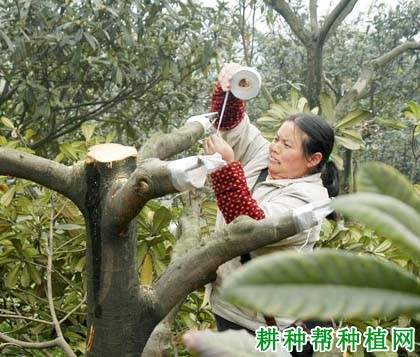 枇杷树如何进行高接换种? 枇杷树如何进行高接换种?