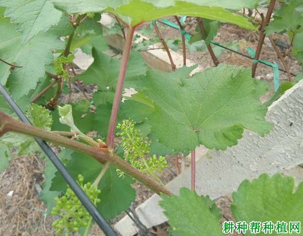 葡萄新梢生长习性是怎么样? 葡萄新梢生长习性是怎么样?