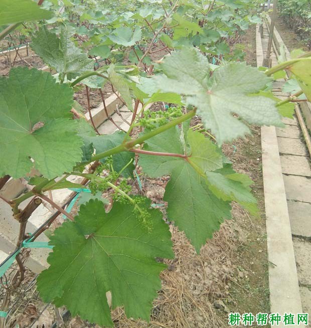 葡萄新梢生长习性是怎么样? 葡萄新梢生长习性是怎么样?