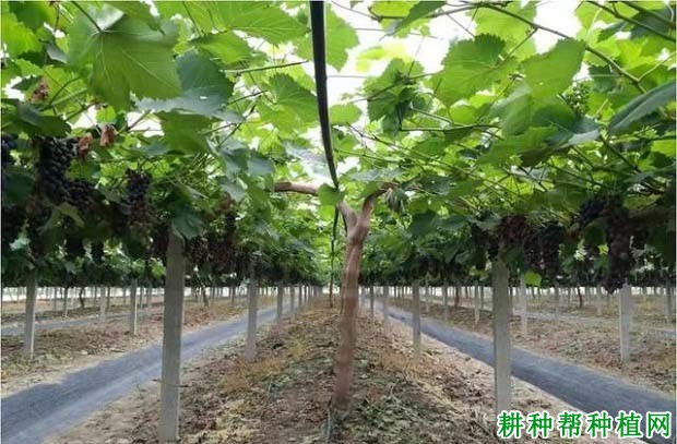 种植葡萄为什么要整形修剪? 种植葡萄为什么要整形修剪?