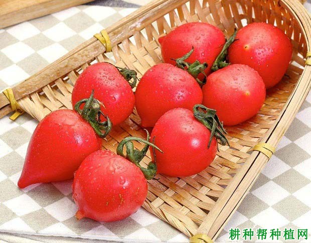 春桃樱桃番茄品种好不好? 春桃樱桃番茄品种好不好?