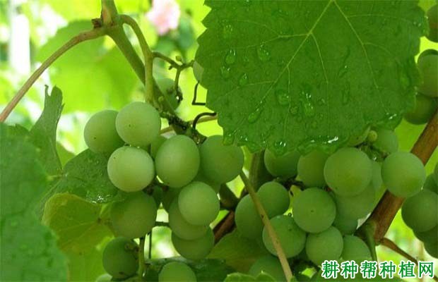 葡萄果实的生长过程有什么特点? 葡萄果实的生长过程有什么特点?