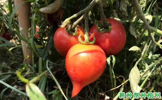 春桃樱桃番茄品种好不好? 春桃樱桃番茄品种好不好?