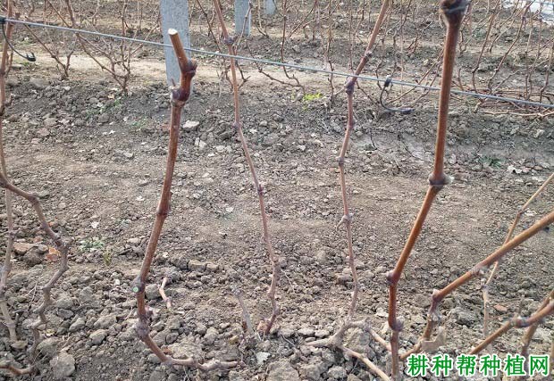 种植一年的葡萄冬季如何修剪? 种植一年的葡萄冬季如何修剪?