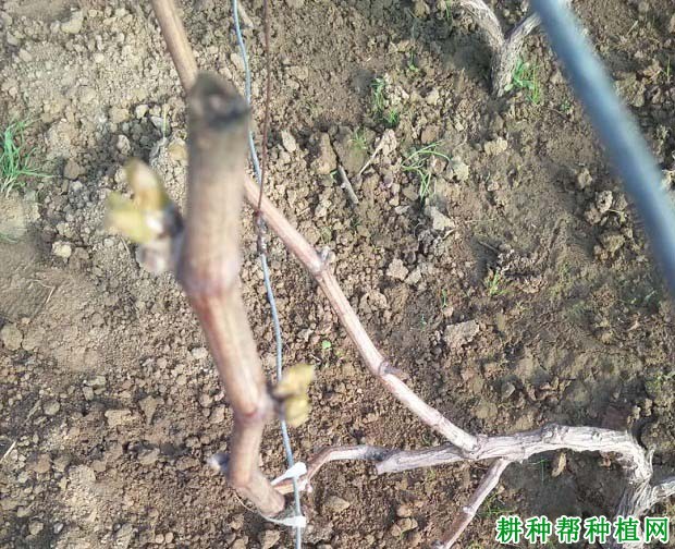 葡萄生长时期的习性是怎么样? 葡萄生长时期的习性是怎么样?