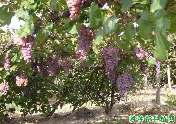 怎么样修剪葡萄能一年多次结果? 怎么样修剪葡萄能一年多次结果?