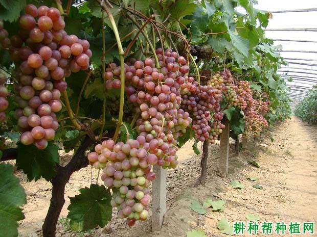 怎么样修剪葡萄能一年多次结果? 怎么样修剪葡萄能一年多次结果?