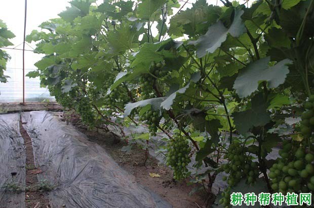怎么样修剪葡萄能一年多次结果? 怎么样修剪葡萄能一年多次结果?