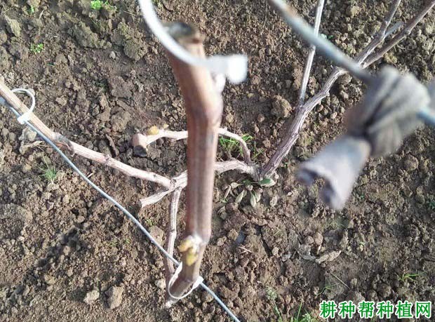 哪些因素会影响葡萄花芽形成? 哪些因素会影响葡萄花芽形成?