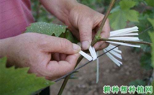 葡萄的新梢为什么绑起来,怎么绑? 葡萄的新梢为什么绑起来,怎么绑?