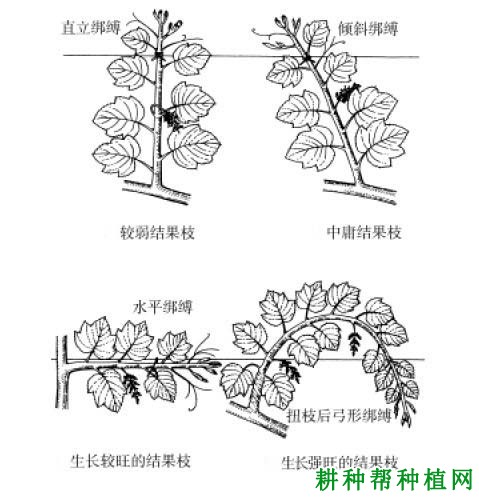 葡萄的新梢为什么绑起来,怎么绑? 葡萄的新梢为什么绑起来,怎么绑?
