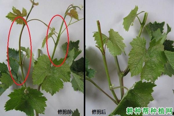 葡萄结果新梢的副梢如何处理? 葡萄结果新梢的副梢如何处理?