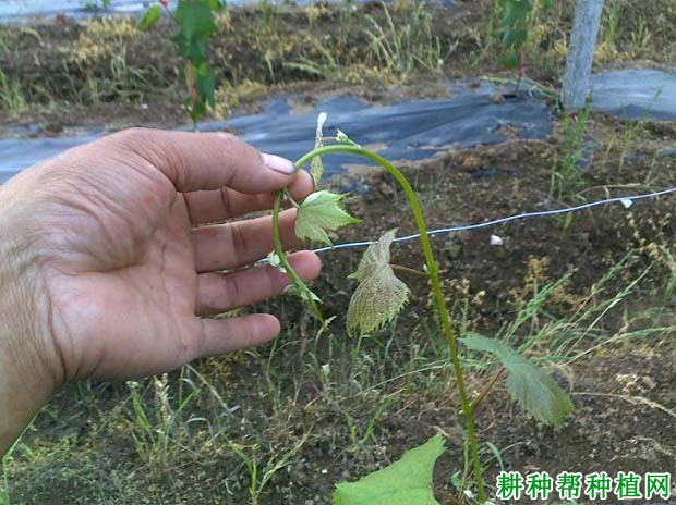 夏季如何给葡萄摘心,葡萄什么时候摘心好? 夏季如何给葡萄摘心,葡萄什么时候摘心好?