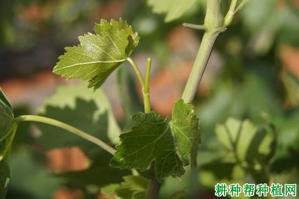 夏季如何给葡萄摘心,葡萄什么时候摘心好? 夏季如何给葡萄摘心,葡萄什么时候摘心好?