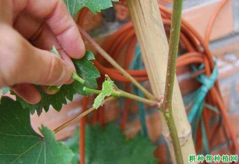 夏季如何给葡萄摘心,葡萄什么时候摘心好? 夏季如何给葡萄摘心,葡萄什么时候摘心好?
