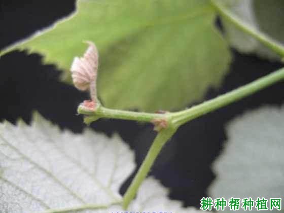 夏季如何给葡萄摘心,葡萄什么时候摘心好? 夏季如何给葡萄摘心,葡萄什么时候摘心好?