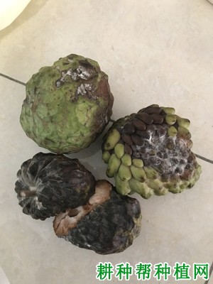 番荔枝酸腐病如何防治? 番荔枝酸腐病如何防治?
