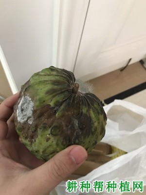 番荔枝酸腐病如何防治? 番荔枝酸腐病如何防治?