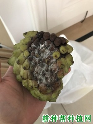 番荔枝酸腐病如何防治? 番荔枝酸腐病如何防治?