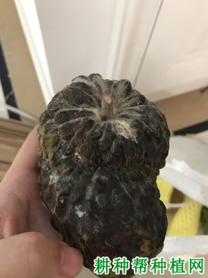 番荔枝酸腐病如何防治? 番荔枝酸腐病如何防治?