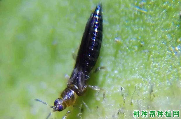 种植番荔枝如何防治蓟马? 种植番荔枝如何防治蓟马?