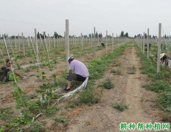 夏季如何给葡萄抹芽,什么时候抹芽? 夏季如何给葡萄抹芽,什么时候抹芽?