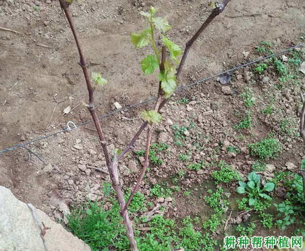 夏季如何给葡萄抹芽,什么时候抹芽? 夏季如何给葡萄抹芽,什么时候抹芽?