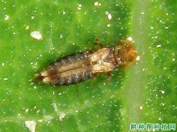 种植番荔枝如何防治蓟马? 种植番荔枝如何防治蓟马?