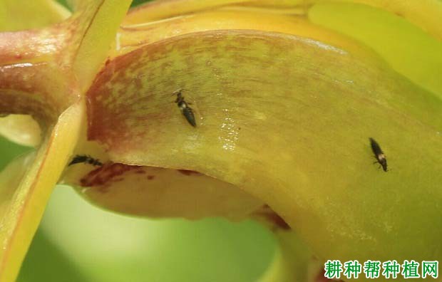 种植番荔枝如何防治蓟马? 种植番荔枝如何防治蓟马?