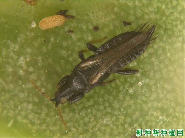 种植番荔枝如何防治蓟马? 种植番荔枝如何防治蓟马?