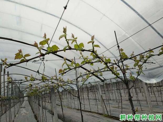 夏季如何给葡萄抹芽,什么时候抹芽? 夏季如何给葡萄抹芽,什么时候抹芽?