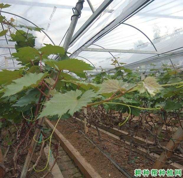 葡萄夏季修剪的作用是什么? 葡萄夏季修剪的作用是什么?