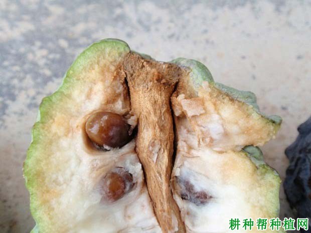 番荔枝蒂腐病如何防治? 番荔枝蒂腐病如何防治?