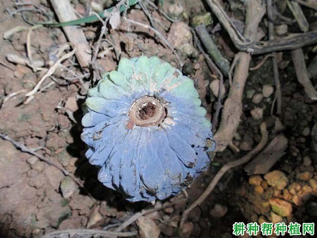 番荔枝蒂腐病如何防治? 番荔枝蒂腐病如何防治?