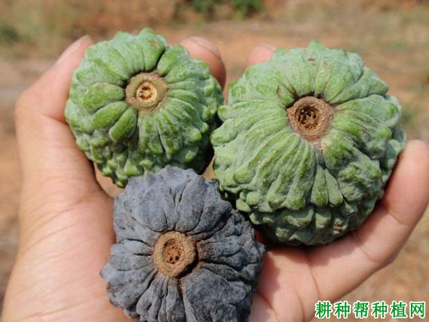 番荔枝蒂腐病如何防治? 番荔枝蒂腐病如何防治?