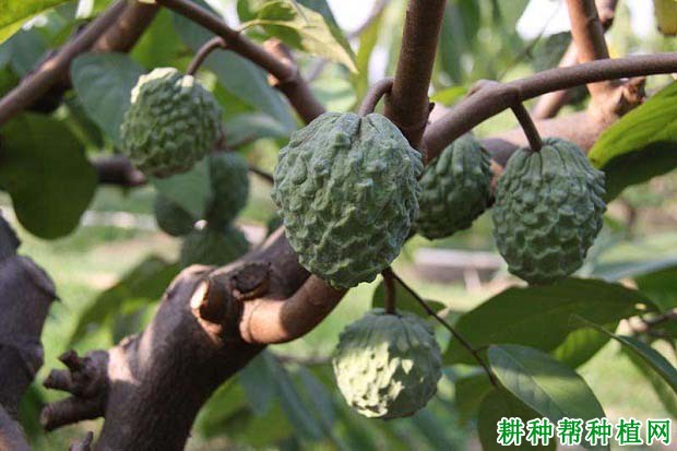 番荔枝果实蒂黑病如何防治? 番荔枝果实蒂黑病如何防治?