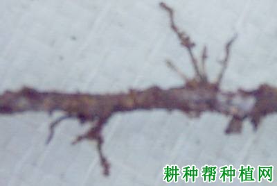 番荔枝根腐病如何防治? 番荔枝根腐病如何防治?