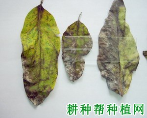 番荔枝叶疫病如何防治? 番荔枝叶疫病如何防治?