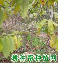 番荔枝叶疫病如何防治? 番荔枝叶疫病如何防治?