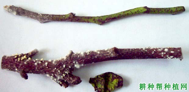 番荔枝叶疫病如何防治? 番荔枝叶疫病如何防治?