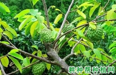 番荔枝赤衣病如何防治? 番荔枝赤衣病如何防治?