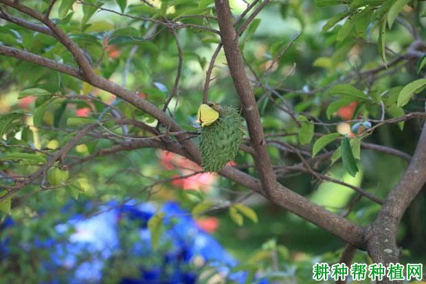 番荔枝赤衣病如何防治? 番荔枝赤衣病如何防治?