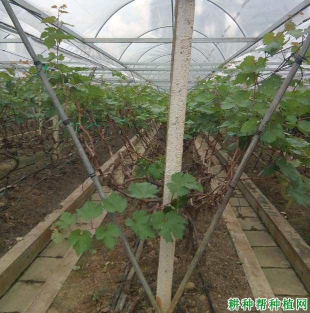 种植葡萄的修剪原则是什么,葡萄整形修剪的依据是什么? 种植葡萄的修剪原则是什么,葡萄整形修剪的依据是什么?