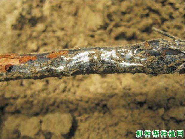 番荔枝白纹羽病如何防治? 番荔枝白纹羽病如何防治?