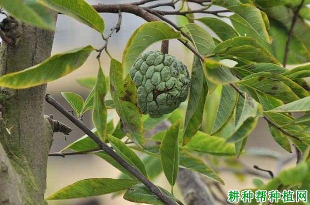 番荔枝炭疽病如何防治? 番荔枝炭疽病如何防治?