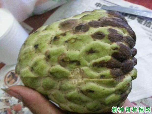 番荔枝炭疽病如何防治? 番荔枝炭疽病如何防治?