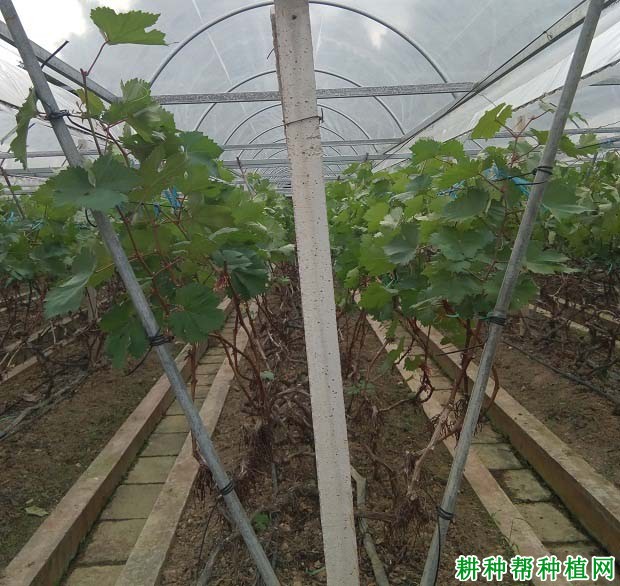 初结果的葡萄如何整形修剪? 初结果的葡萄如何整形修剪?